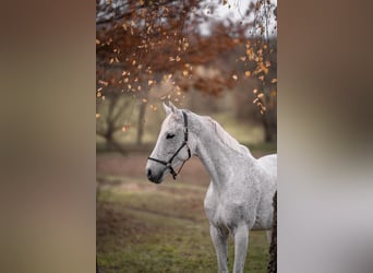 Hannover, Giumenta, 11 Anni, 173 cm, Grigio trotinato