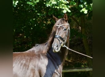 Hannover, Giumenta, 11 Anni, 173 cm, Sauro scuro