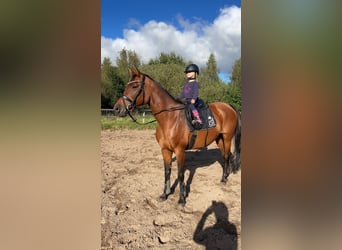 Hannover, Giumenta, 12 Anni, 158 cm, Baio