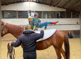 Hannover, Giumenta, 12 Anni, 161 cm, Sauro scuro