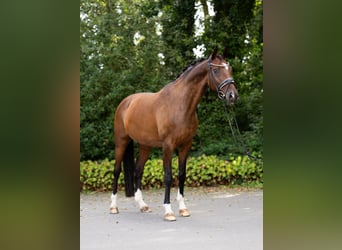 Hannover, Giumenta, 12 Anni, 167 cm, Baio