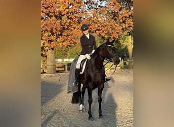 Hannover, Giumenta, 12 Anni, 167 cm, Baio scuro