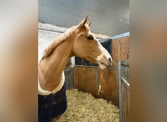 Hannover, Giumenta, 12 Anni, 167 cm, Sauro