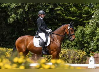 Hannover, Giumenta, 12 Anni, 168 cm, Baio