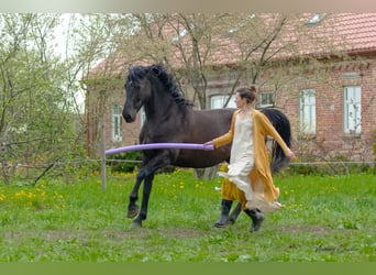 Hannover, Giumenta, 12 Anni, 168 cm, Morello