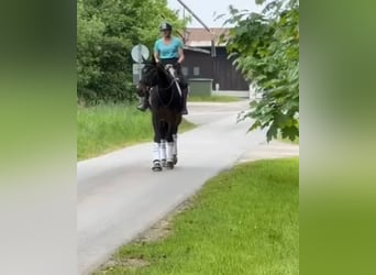 Hannover, Giumenta, 12 Anni, 170 cm, Baio