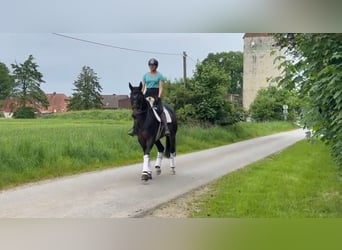 Hannover, Giumenta, 12 Anni, 170 cm, Baio