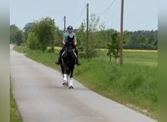 Hannover, Giumenta, 12 Anni, 170 cm, Baio