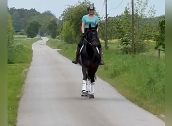 Hannover, Giumenta, 12 Anni, 170 cm, Baio