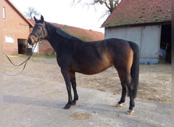 Hannover, Giumenta, 12 Anni, 170 cm, Baio nero