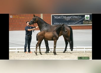 Hannover, Giumenta, 12 Anni, 170 cm, Baio nero