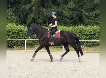 Hannover, Giumenta, 12 Anni, 170 cm