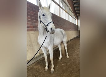 Hannover, Giumenta, 12 Anni, 173 cm, Grigio trotinato