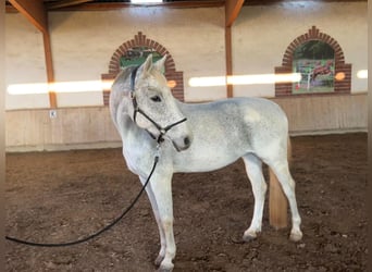 Hannover, Giumenta, 12 Anni, 173 cm, Grigio trotinato