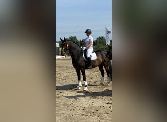 Hannover, Giumenta, 12 Anni, 175 cm, Baio nero