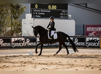 Hannover, Giumenta, 12 Anni, 175 cm, Morello