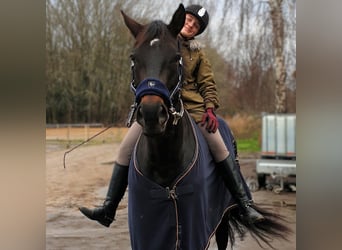 Hannover, Giumenta, 12 Anni, 178 cm, Baio scuro