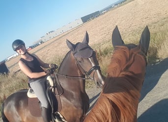 Hannover, Giumenta, 13 Anni, 164 cm, Baio scuro