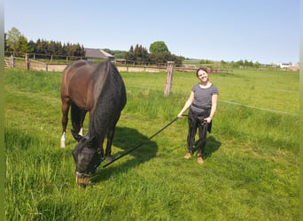 Hannover, Giumenta, 13 Anni, 164 cm, Baio scuro