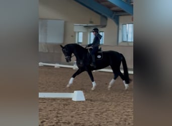 Hannover, Giumenta, 13 Anni, 166 cm, Morello