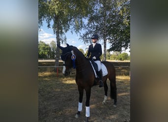 Hannover, Giumenta, 13 Anni, 167 cm, Baio scuro