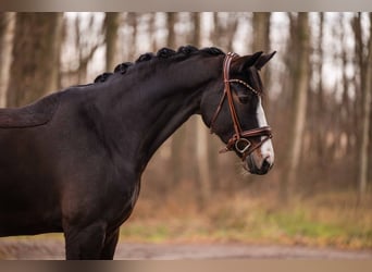 Hannover, Giumenta, 13 Anni, 167 cm, Baio scuro