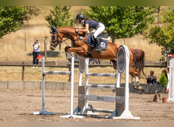 Hannover, Giumenta, 13 Anni, 168 cm, Sauro