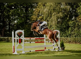 Hannover, Giumenta, 13 Anni, 168 cm, Sauro