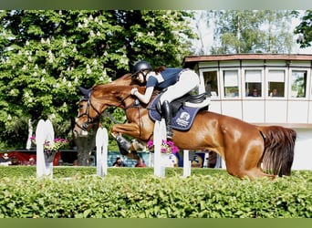 Hannover, Giumenta, 13 Anni, 168 cm, Sauro