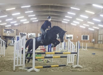 Hannover, Giumenta, 13 Anni, 170 cm, Baio scuro