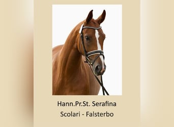 Hannover, Giumenta, 13 Anni, 170 cm, Sauro
