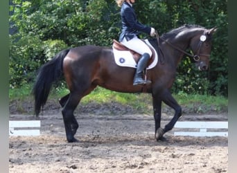 Hannover, Giumenta, 13 Anni, 172 cm, Baio chiaro