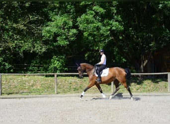 Hannover, Giumenta, 13 Anni, 174 cm, Baio