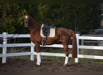 Hannover, Giumenta, 13 Anni, 174 cm, Sauro scuro