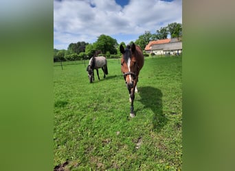 Hannover, Giumenta, 13 Anni, Baio