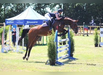 Hannover, Giumenta, 14 Anni, 166 cm, Baio