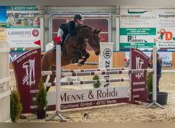 Hannover, Giumenta, 14 Anni, 166 cm, Baio