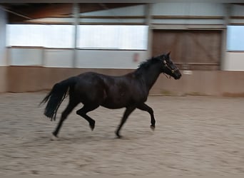 Hannover, Giumenta, 14 Anni, 167 cm, Morello