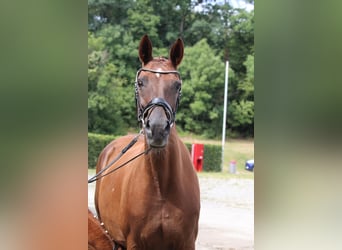 Hannover, Giumenta, 14 Anni, 170 cm, Sauro scuro