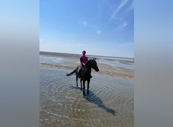 Hannover, Giumenta, 14 Anni, 170 cm, Sauro scuro