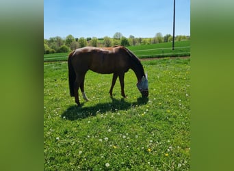Hannover, Giumenta, 14 Anni, 170 cm, Sauro scuro