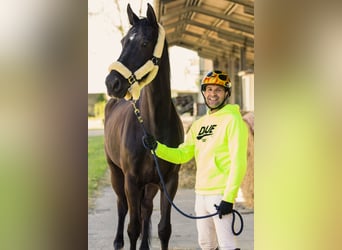 Hannover, Giumenta, 14 Anni, 175 cm, Baio scuro