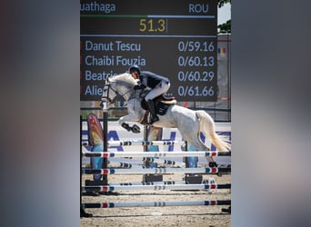 Hannover, Giumenta, 14 Anni, 175 cm, Grigio