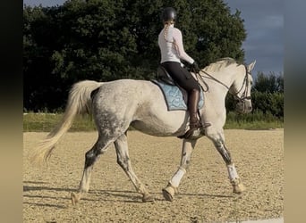 Hannover, Giumenta, 14 Anni, 175 cm, Grigio pezzato