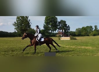 Hannover, Giumenta, 15 Anni, 162 cm, Baio