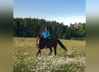 Hannover, Giumenta, 15 Anni, 162 cm, Baio