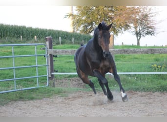 Hannover, Giumenta, 15 Anni, 163 cm, Baio scuro
