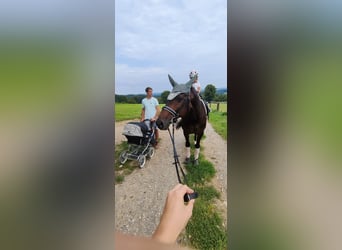 Hannover, Giumenta, 15 Anni, 163 cm, Baio scuro
