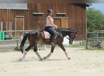 Hannover, Giumenta, 15 Anni, 163 cm, Baio scuro