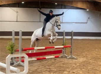 Hannover, Giumenta, 15 Anni, 163 cm, Grigio